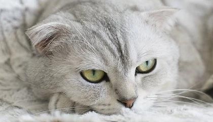 红军城战役尘埃落定！乌军5500人被歼，3个旅投降，法械旅或要在俄军面前举起白旗