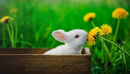 “史上最相似夫妻”被网友建议查下DNA，当事人：刚认识时不像，后来越长越像